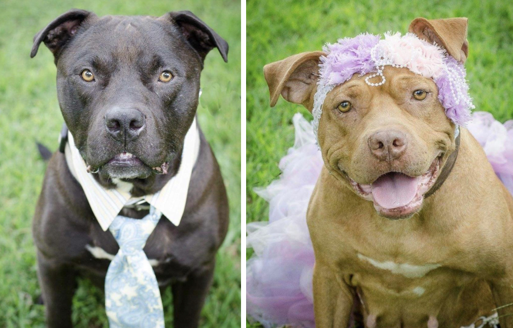 Jax and Dixie